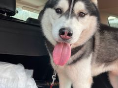 -佳雯宠物医院·皮肤科·内外科(春晓路分院)