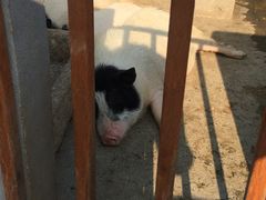 -田园东方蜜桃村的田野营地