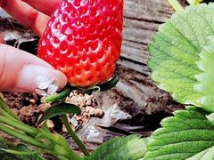 -田趣农庄草莓采摘园