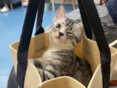 -创凡宠物医院·骨专科  猫科中心(西乡分院)