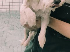 -柚子宠物(伊珊娜调理店)