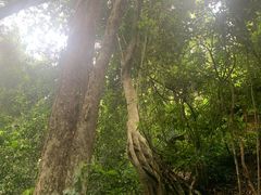 -西双版纳原始森林公园