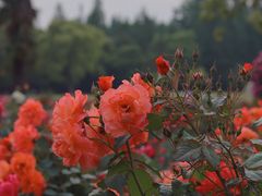 -上海滨江森林公园