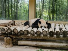 -杭州野生动物世界