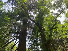 -庐山风景名胜区-黄龙潭