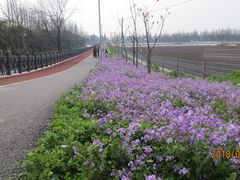 -上海长兴岛郊野公园