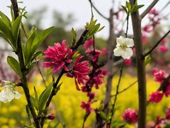 -南汇桃花村