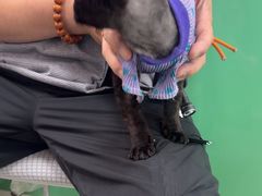 -利又安动物医院··老年病·猫科犬科·中兽医