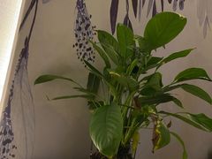 -水墨澜渟足道·SPA·传统(四望亭东关街店)