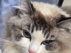 -宠颐生宠物医院·犬猫全科·皮肤科(商业街店)