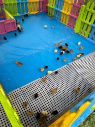 -萌宠亲子动物乐园(槐房万达店)