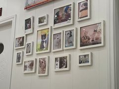 -瑞派康怡24h宠物医院·犬猫医疗中心·微创绝育(瑞景分院)