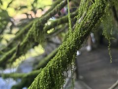 -梁野山景区