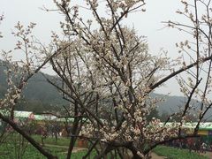 -香雪海