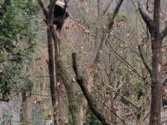 -都江堰中华大熊猫苑