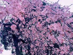 -顾村公园