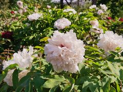 -莲花池公园
