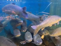 -淘米捞·米汤脆鲩鱼火锅(福田皇岗店)
