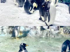 -珠海长隆海洋王国