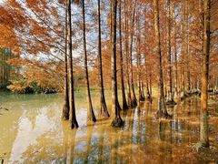 -桤木河湿地公园
