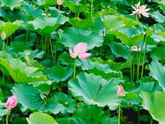 -东郊湿地公园