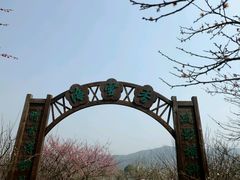 -香雪海