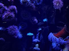 -瑞普利水族馆