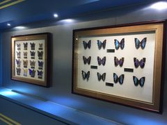 -上海昆虫博物馆