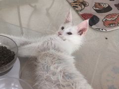 -糯米喵星人总部直营旗舰店·猫舍·幼猫出售
