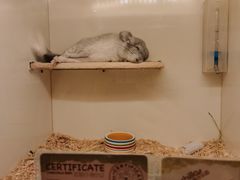 -龙猫仔乐园(惠福东路店)