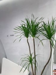 -M造型