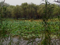android_upload_pic-微山湖红荷湿地景区