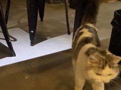-Mr.Fox狐狸先生超级密室(南山店)