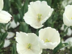 -杭州湾海上花田景区
