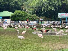 -广州长隆飞鸟乐园