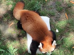 -西霞口神雕山野生动物世界