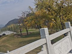 -千年银杏谷文化旅游区