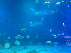 -烟台海昌鲸鲨海洋公园