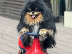 -百好乐宠物友好餐厅(朝外大街店)