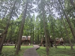 -黄海国家森林公园