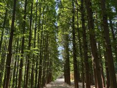 -日照海滨国家森林公园