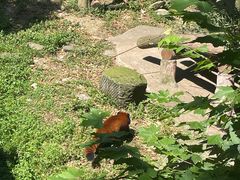 -都江堰中华大熊猫苑