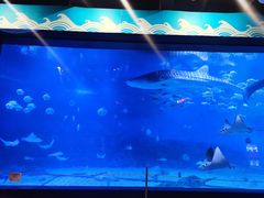 -烟台海昌鲸鲨海洋公园