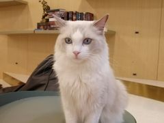 -飞行喵MR PILOT|猫舍·猫咖(静安大融城店)