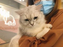 -浣熊柯尔鸭土拨鼠·电玩咖