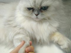 -团子家猫咪猫咖馆·柯基·柯尔鸭