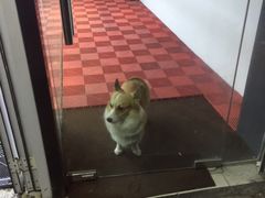 -跃通XPEL超级旗舰店(浦东店)