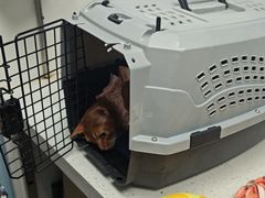 -纳吉亚猫专科动物诊疗中心(蒋宅口分院)