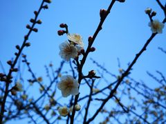 -听松楼·花园酒店·自助餐厅(红梅公园店)