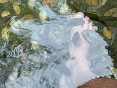 -罗浮山嘉宝田森林温泉度假酒店